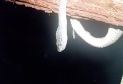 Bothrops bilineatus smaragdinus