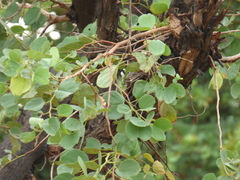 Piliostigma reticulatum