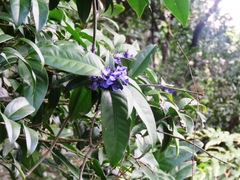 Acanthocladus pulcherrimus