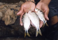 Characiformes