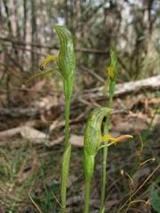 Pterostylis tasmanica