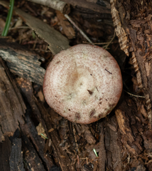 Lactarius subpurpureus