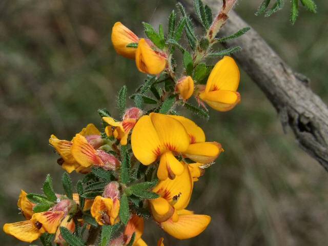 rusty bush-pea