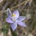 Thelymitra pauciflora - Photo (c) Reiner Richter,  זכויות יוצרים חלקיות (CC BY-NC-SA), uploaded by Reiner Richter