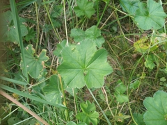 Alchemilla