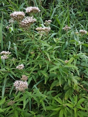 Eupatorium cannabinum