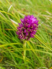 Anacamptis