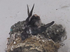 Hirundo rustica