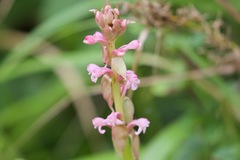 Satyrium nepalense