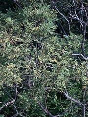 Colutea arborescens