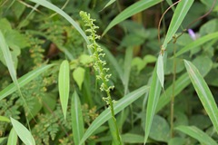 Herminium clavigerum