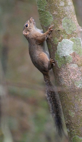 Lowland Slender Squirrel