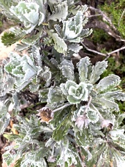 Euryops pectinatus pectinatus