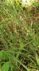 Melica uniflora