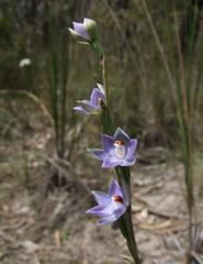 Thelymitra brevifolia