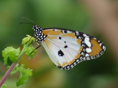 Danaus chrysippus alcippus