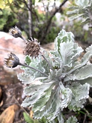 Euryops pectinatus pectinatus
