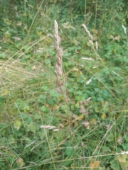 Dactylis glomerata