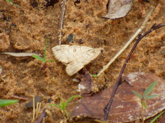 Lepidoptera