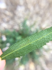 Phytomyza crassiseta