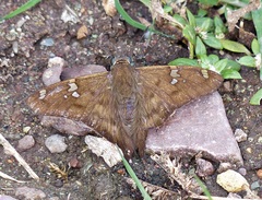 Ectomis octomaculata