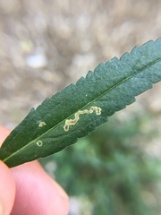 Phytomyza crassiseta