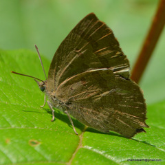 Arhopala rama