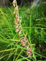 Epipactis atrorubens