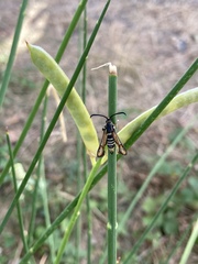 Bembecia ichneumoniformis