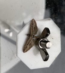 Eupithecia phoeniceata