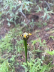 Xyris laxifolia iridifolia