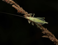 Oecanthus euryelytra