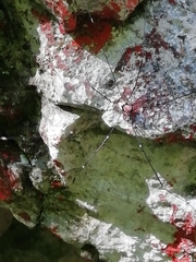 Leiobunum roseum
