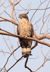 Pernis ptilorhynchus torquatus