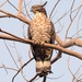 Oriental Honey-Buzzard (Malay) - Photo (c) marcelfinlay, some rights reserved (CC BY-NC), uploaded by marcelfinlay