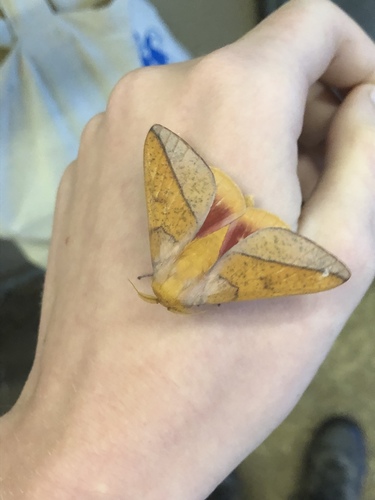 Bisected Honey Locust Moth photo 4