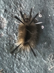 Halysidota tessellaris