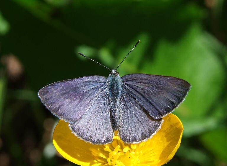 Dark Pencil-Blue