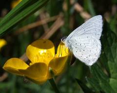 Eirmocides consimilis