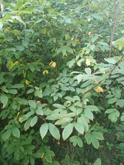 Prunus padus