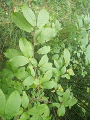 Prunus padus