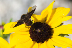 Hemipenthes morioides