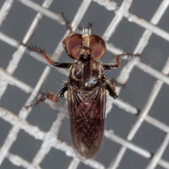 Hadrokolos texanus