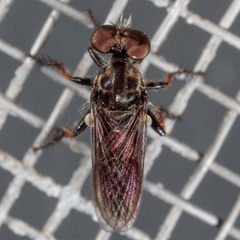 Hadrokolos texanus