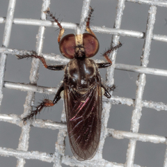 Hadrokolos texanus