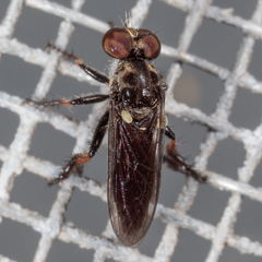 Hadrokolos texanus