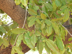 Diospyros mespiliformis