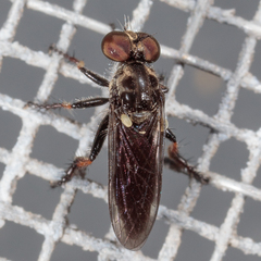 Hadrokolos texanus