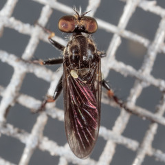 Hadrokolos texanus