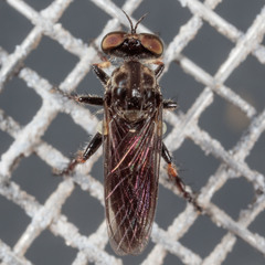 Hadrokolos texanus